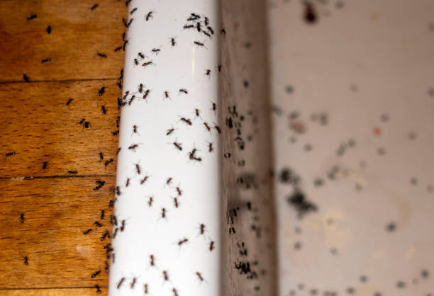 Best Pest Inspection Near Me  in Circleville, OH